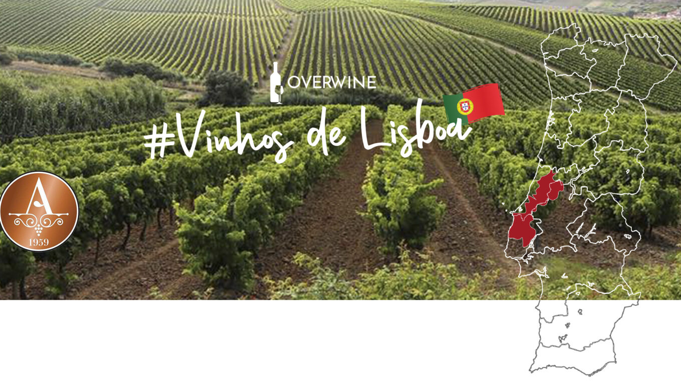 Vinhos de Lisboa, grandes descobertas!