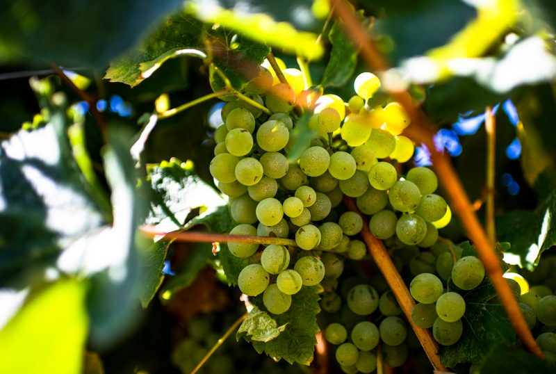 Conhe A As Principais Uvas Portuguesas